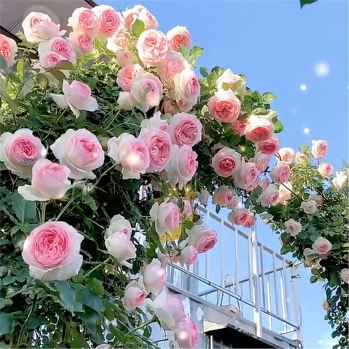 云南直发20颗玫瑰花苗月季
