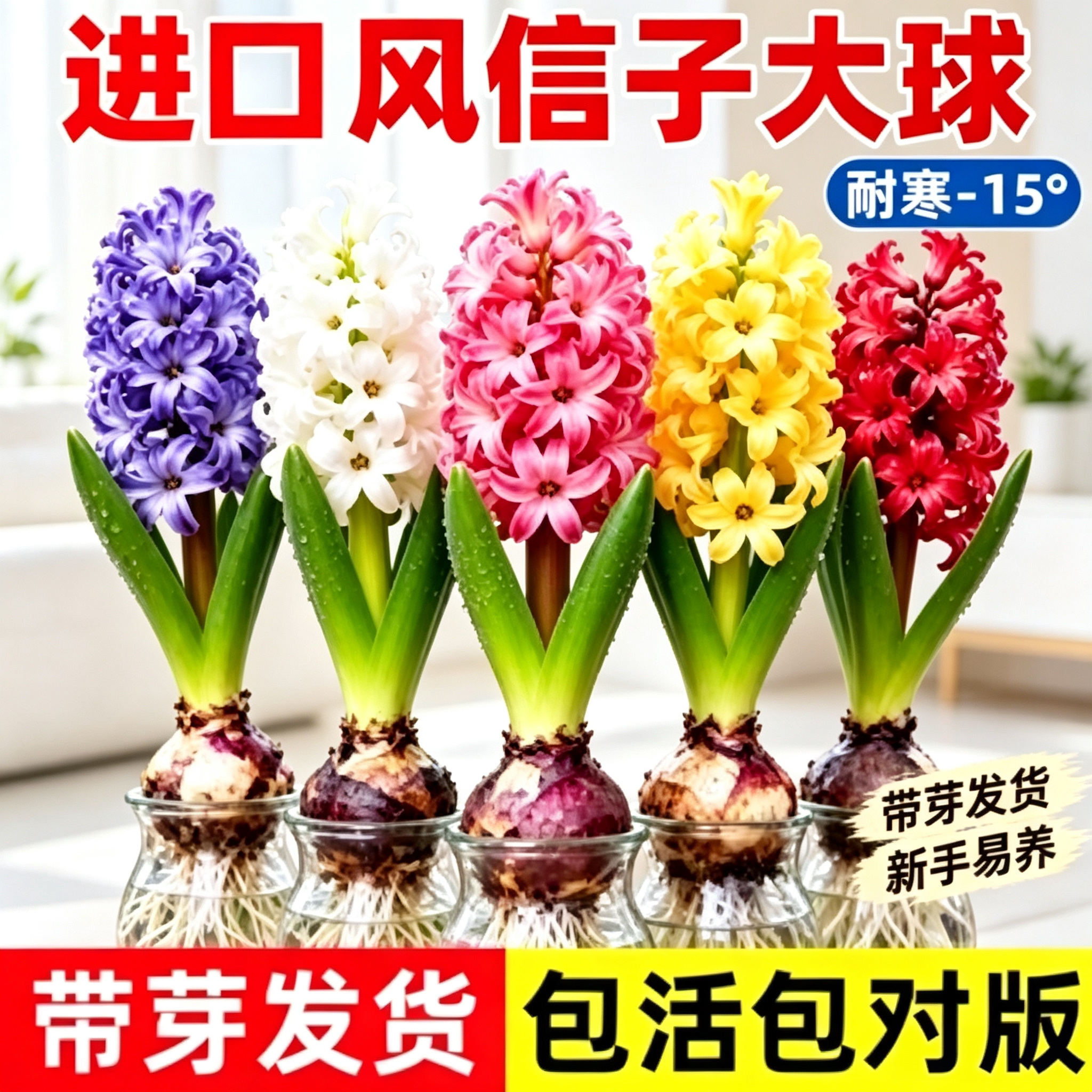 风信子种球水培盆栽带芽特大进口球根植物花卉室内花水仙种子土培
