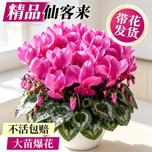 仙客来盆栽特大花苗重瓣带花