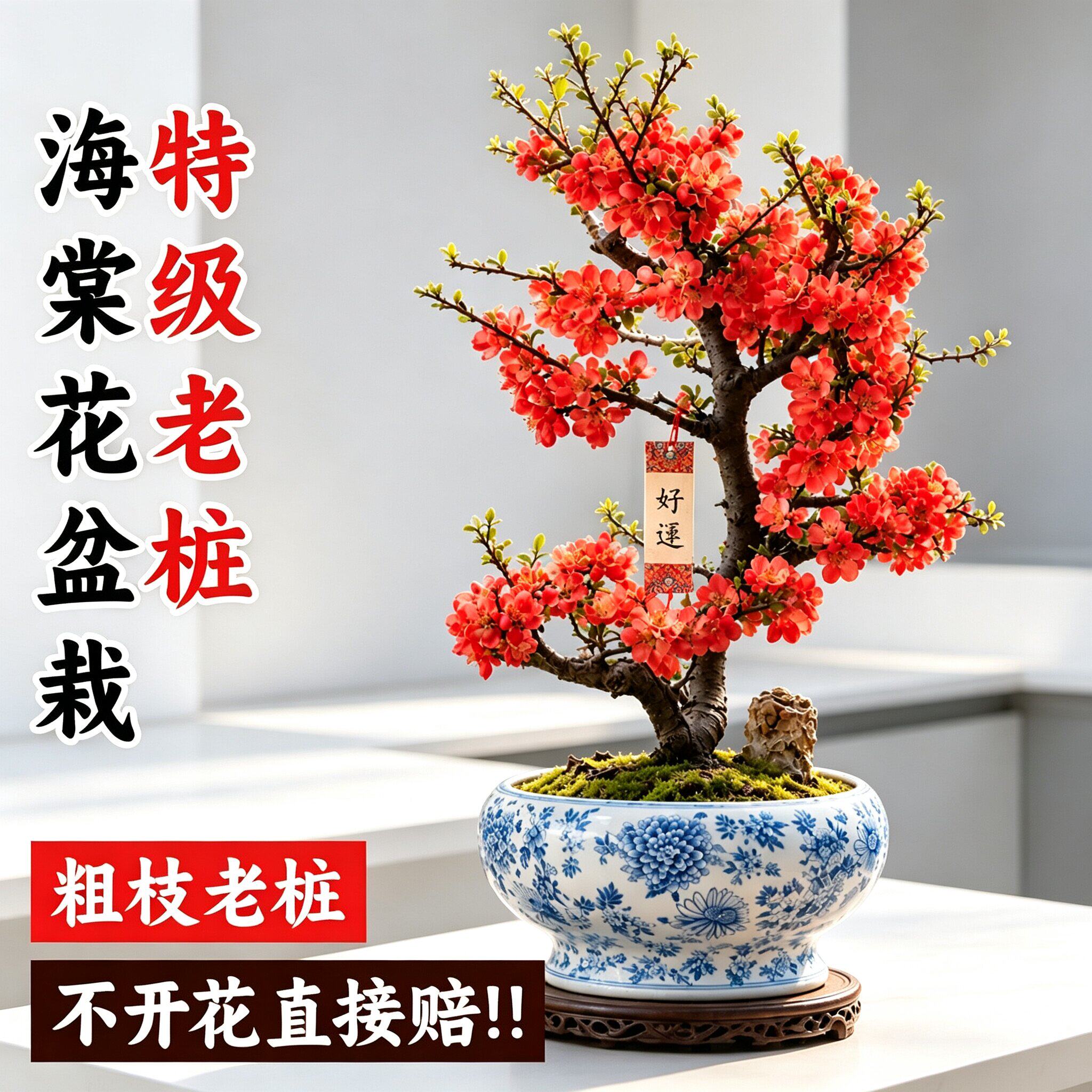 海棠花盆栽四季重瓣长寿冠老桩开花绿植室内客厅植物花卉好养带花