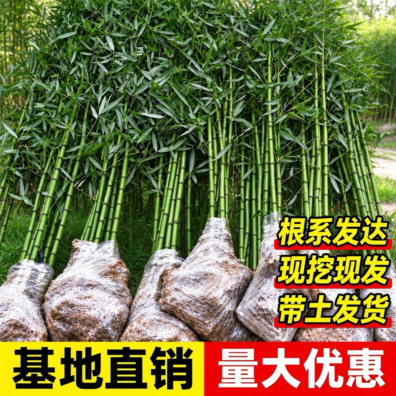 竹子苗庭院室内外观赏盆栽黄金竹罗汉竹紫竹苗毛青竹带土四季包活