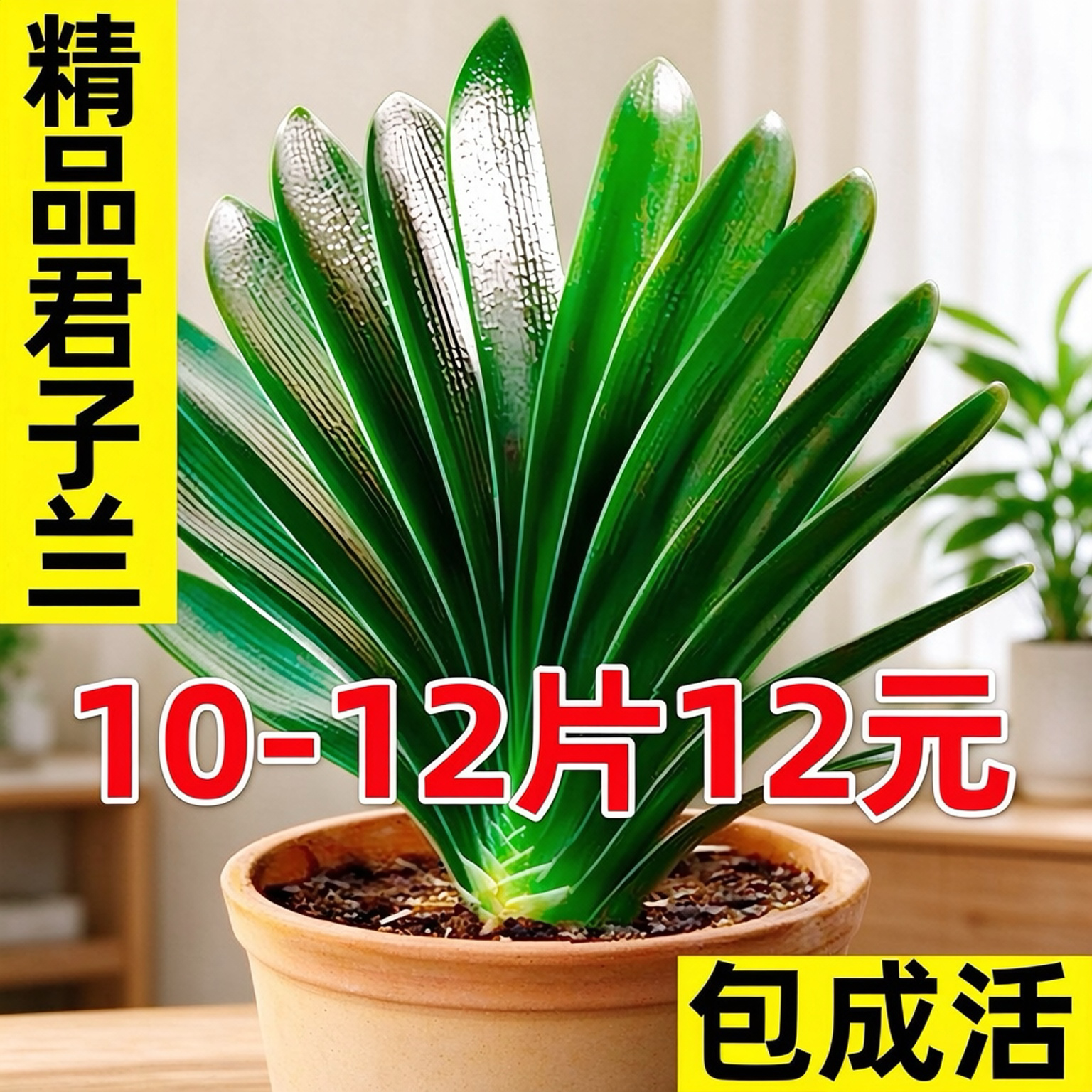 精品君子兰盆栽带花苞客厅十大名贵花卉植物室内易活四季兰花小苗