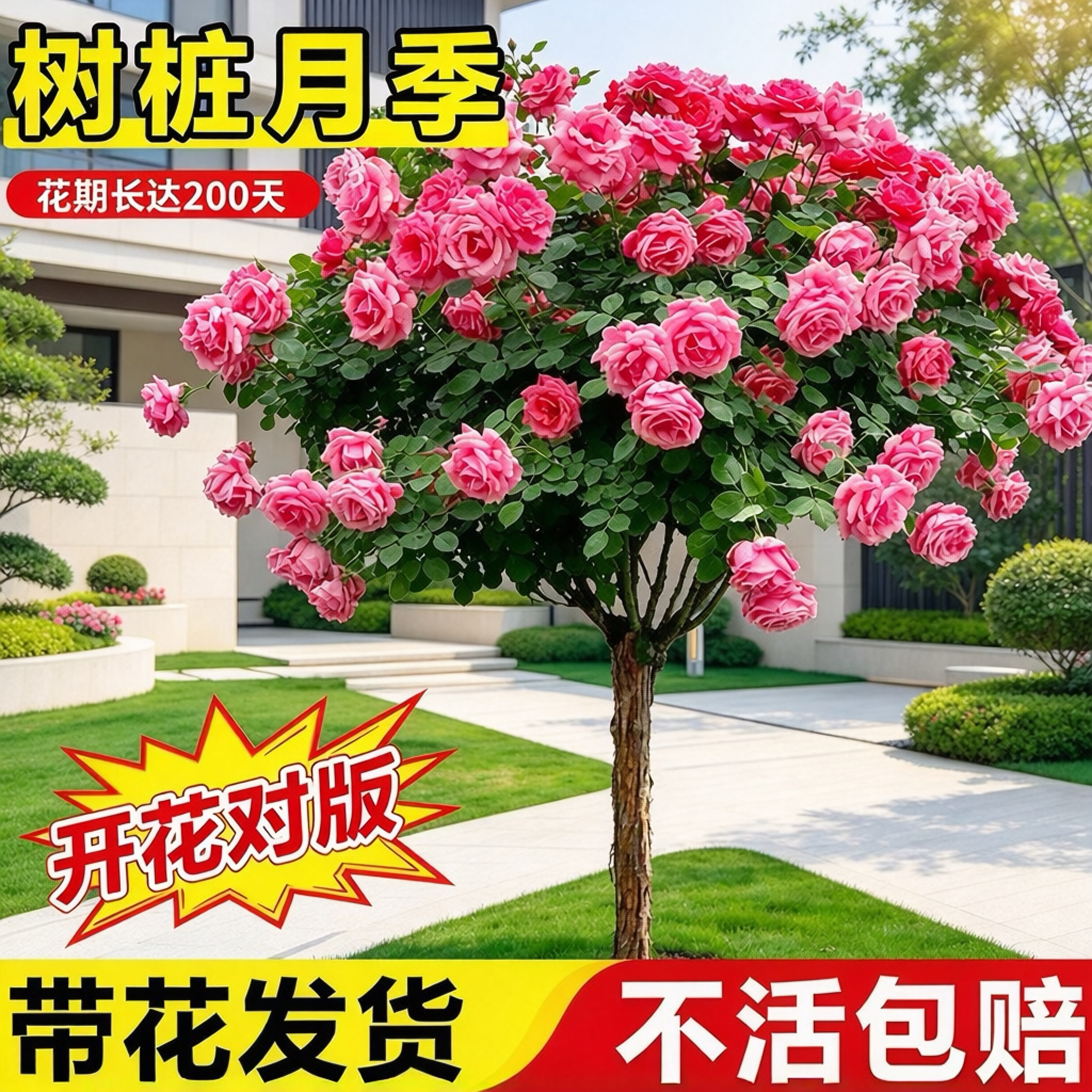树桩月季花树庭院嫁接棒棒糖月季花苗特大花四季好养老桩植物盆栽