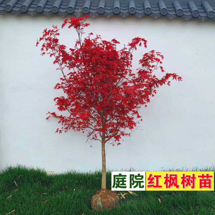 庭院红枫树苗中国四季种植