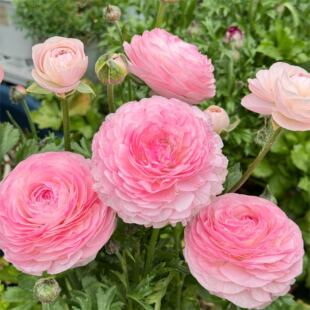 重瓣花毛茛种球洋牡丹花苗花种子室内外庭院四季种植盆栽花卉植物