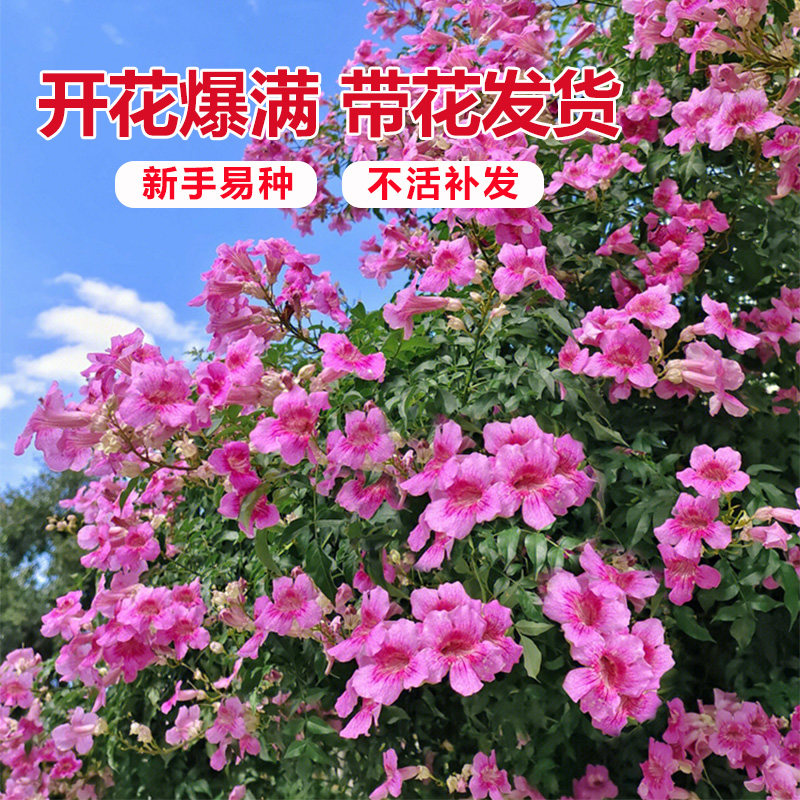 凌霄花爬藤植物大苗粉色橙图片