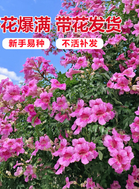 凌霄花爬藤植物大苗粉色橙色凌霄花树苗盆栽庭院开花