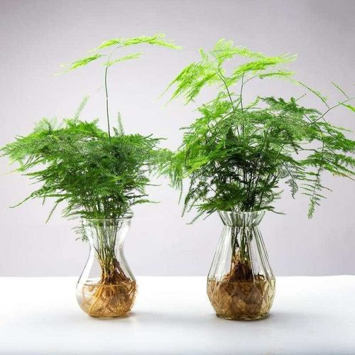 水培文竹室内绿植花卉盆栽水养