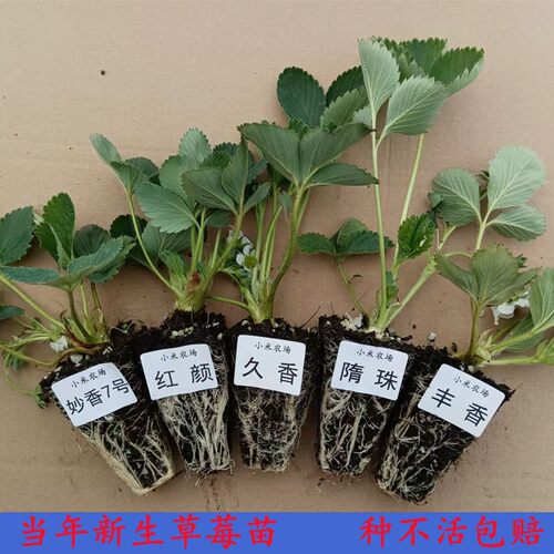 草莓苗四季盆栽食用带土南北