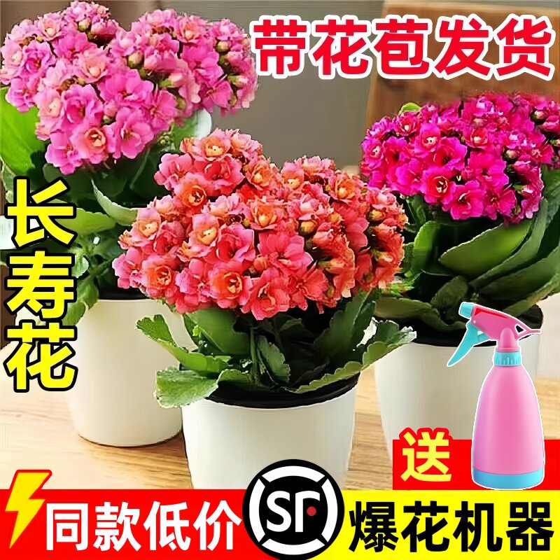 长寿花盆栽重瓣金狐狸大带