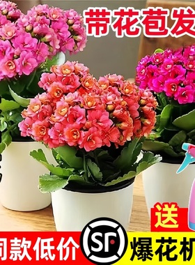 长寿花盆栽重瓣金狐狸大花带花苞花苗四季室内开花好养的花卉植物