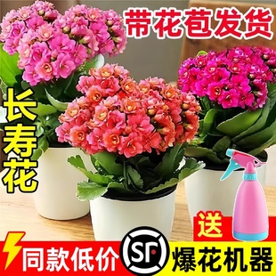 长寿花盆栽重瓣金狐狸大花带花苞花苗四季 花卉植物 室内开花好养