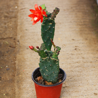 令箭荷花重瓣多肉植物黄大