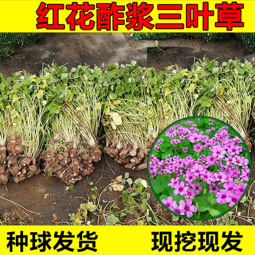 红花酢浆草炸酱三叶幸运