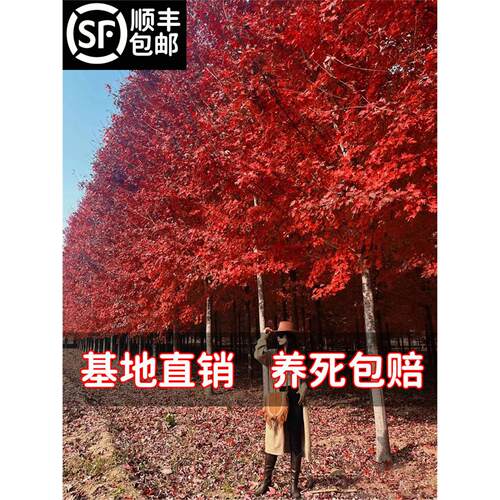 美国红枫冠树苗盆栽庭院公
