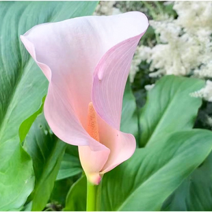 彩色马蹄莲种球进口带芽大球四季 室内阳台盆栽苗易活花种球根绿植