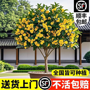 桂花树苗四季桂大型花卉八月庭院原生高杆金丹天香台阁沉香地盆栽
