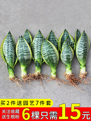 金边虎皮兰盆栽植物室内花卉客厅大型绿植吸除甲醛虎尾兰好养裸苗