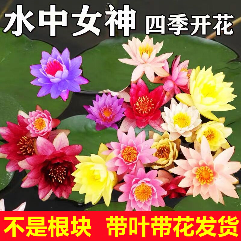 睡莲水培植物四季水池塘莲花根块水养碗莲花根茎带叶花卉盆栽带花