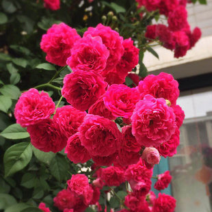 四季红木香花苗爬藤植物耐寒好养浓香黄木香花庭院蔷薇花卉盆栽