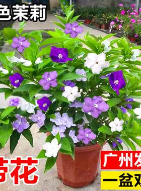 双色茉莉花盆栽室内阳台鲜