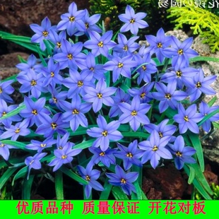 葱兰花苗风雨兰韭菜兰葱莲石蒜庭院绿化花卉工程苗室内外观花植物