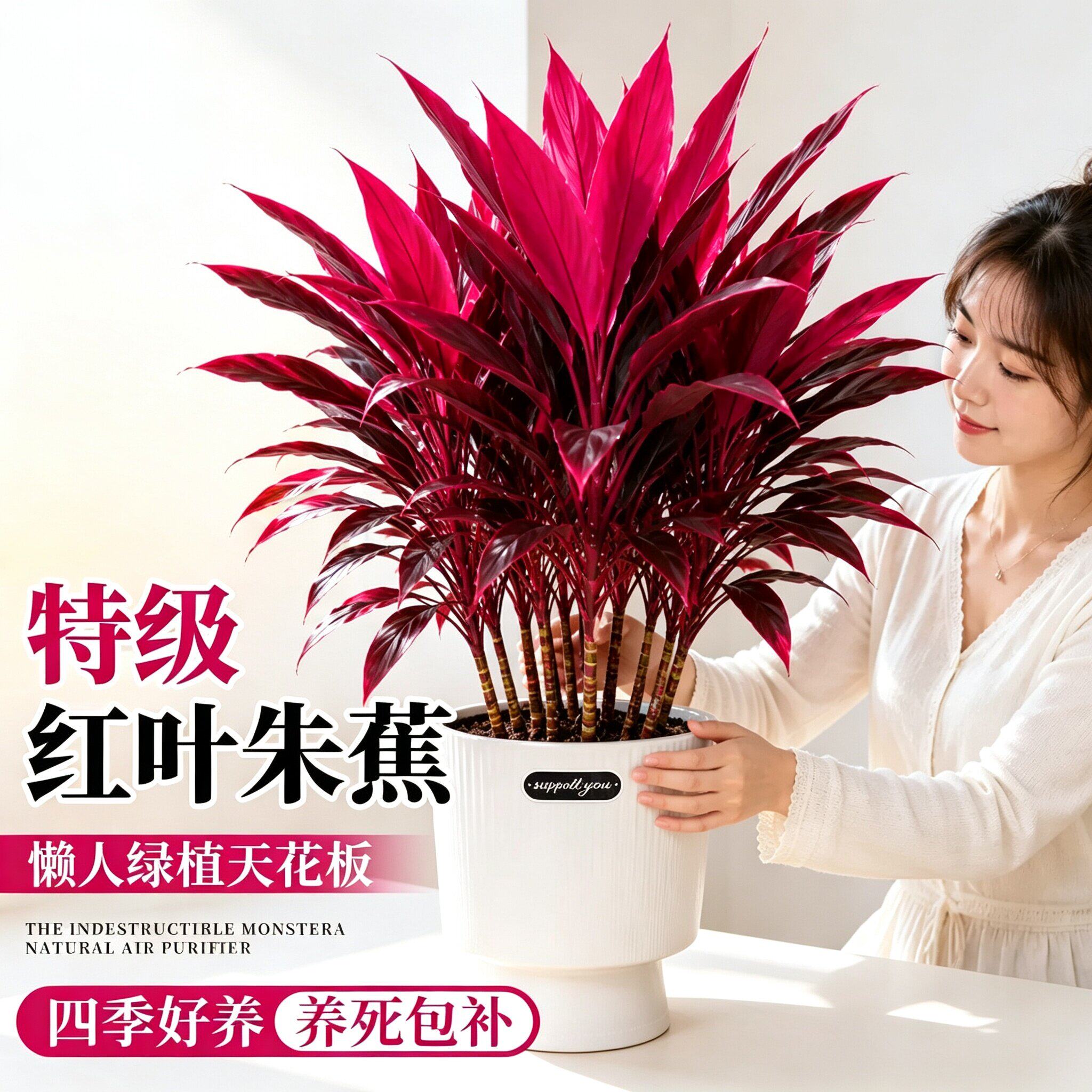 红叶朱蕉盆栽室内耐热大型观叶