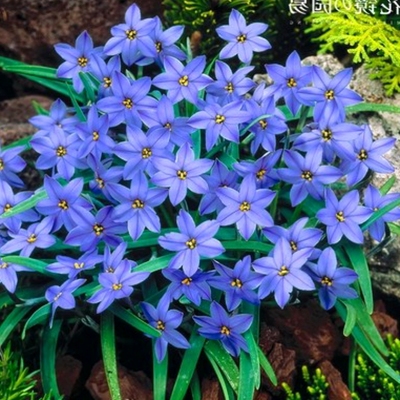 葱兰花苗风雨韭菜莲石蒜庭