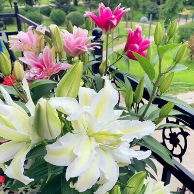 进口香水百合种球带芽特大球重瓣浓香型多季开花盆栽室内外植物花