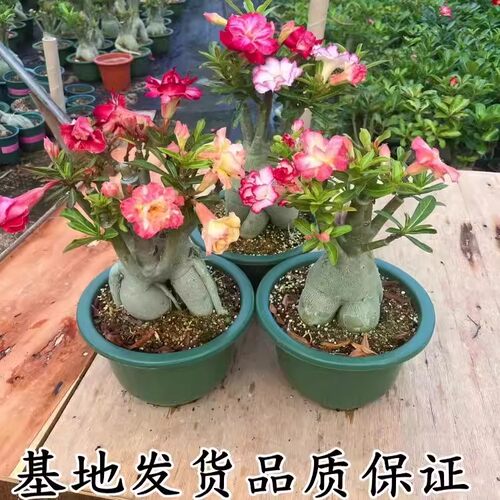 沙漠玫瑰植物盆栽老桩室内