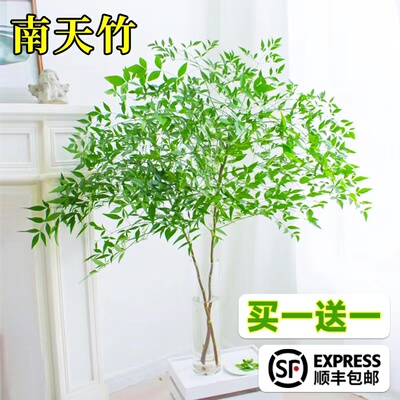 南天竹水培植物火焰红养盆