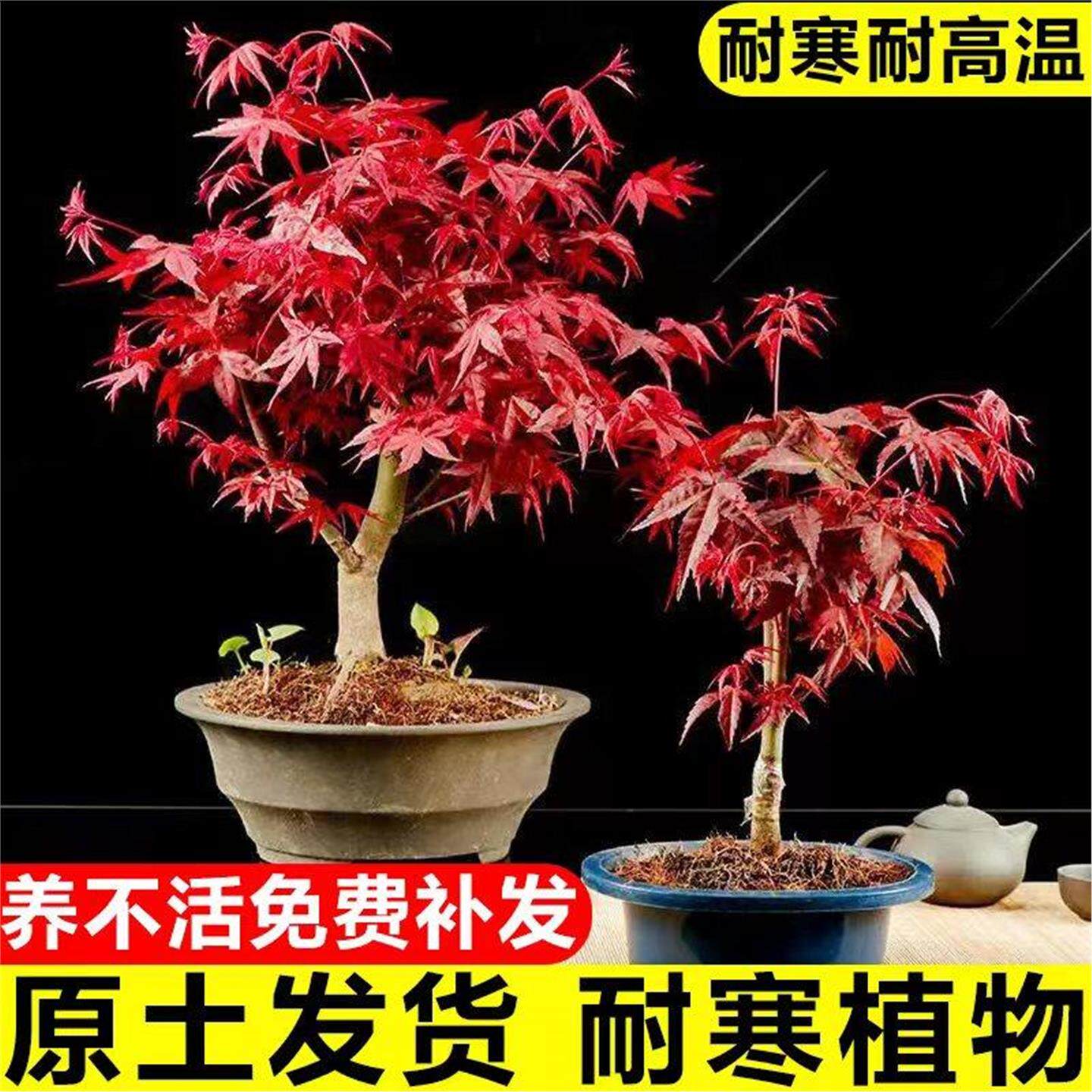 红枫树苗四季红室内桌面盆景矮霸枫树红舞姬老桩耐寒阳台庭院植物