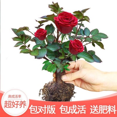 玖瑰花苗绿植盆栽四季开树
