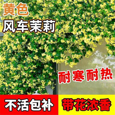 黄色风车茉莉爬藤植物盆栽