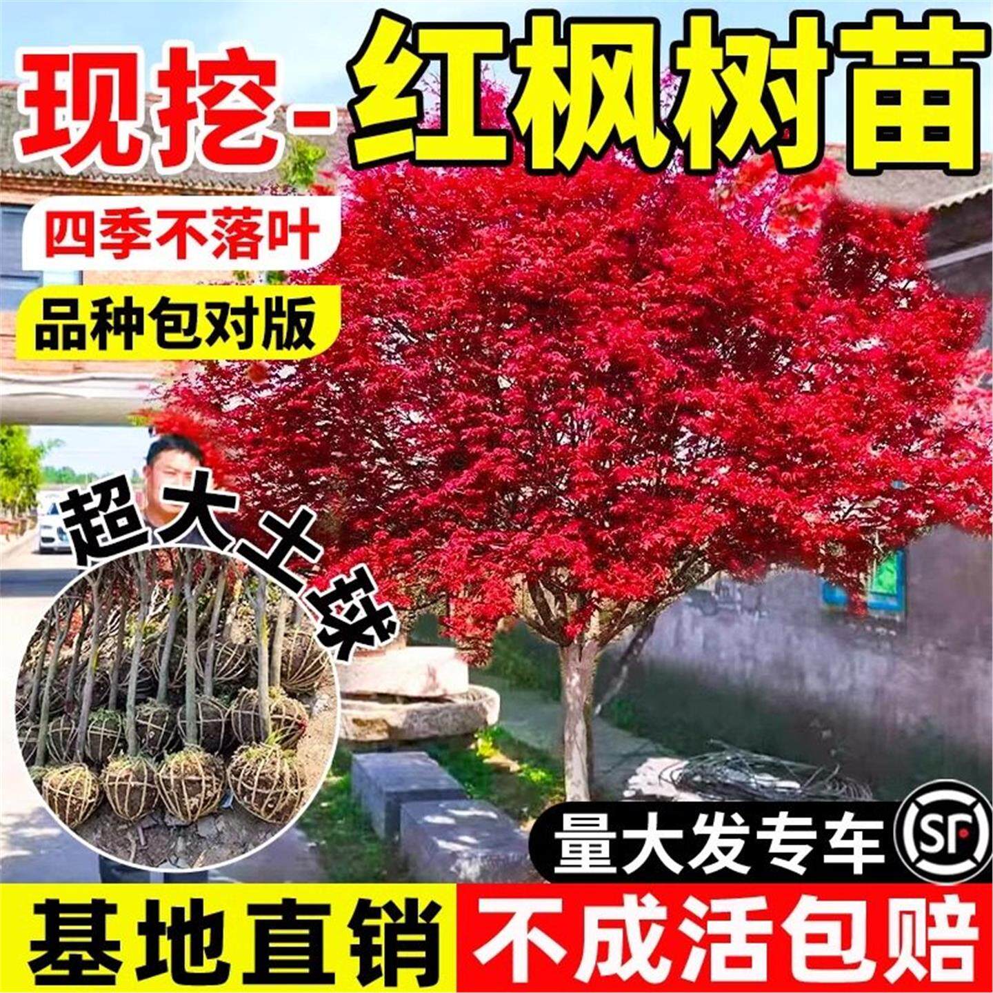 红枫树苗四季日本红舞姬老桩盆景盆栽庭院别墅室外耐寒绿化植物苗