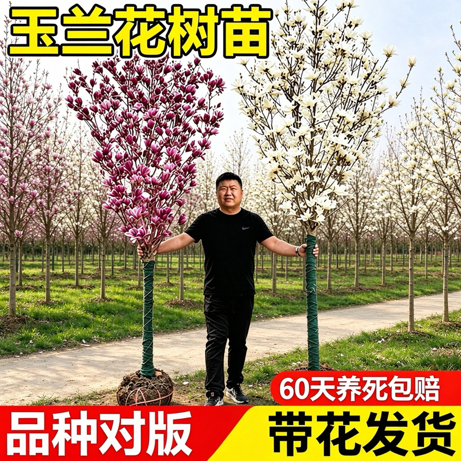 玉兰树苗带苞耐寒庭院绿化