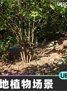 Common Hazel草地植物地面场景5.4虚幻引擎UE5自然环境景观植被