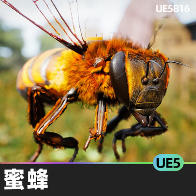 Animalia Honeybee蜜蜂UE5虚幻引擎人物角色生物小型动物动画昆虫