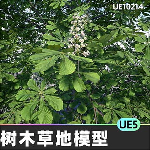 Chestnuts Pack (Aesculus hippocastanum)树木模型5.4虚幻UE5