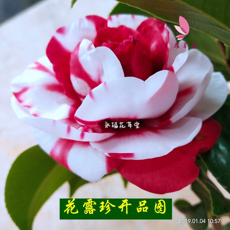 福建花露珍花绣球花蝴蝶红露珍茶花树苗盆栽室内庭院观花植物在类目 鲜花速递/花卉仿真/绿植园艺, 花卉/绿植盆栽（新）, 花卉中 - 来自Buy2taobao.com提供专业的淘宝代购服务