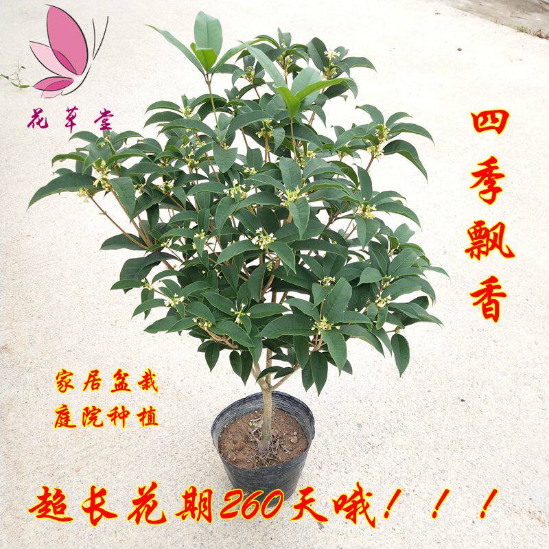 福建桂花树苗盆栽带香味四季开花室内阳台庭院绿植花卉植物当年开