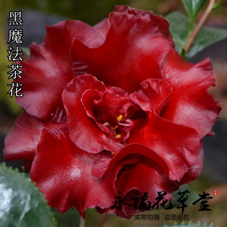 进口黑魔法茶花苗观花观叶室内绿植盆栽花卉庭院阳台植物正品包邮