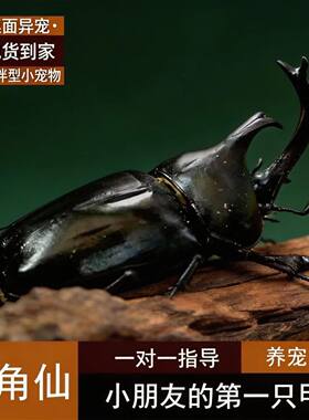 独角仙活虫甲姬兜长戟大兜网红宠物新手入门级好养昆虫大力士甲虫