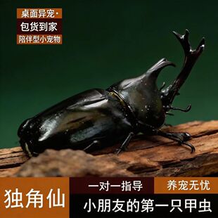 独角仙活虫甲姬兜长戟大兜网红宠物新手入门级好养昆虫大力士甲虫