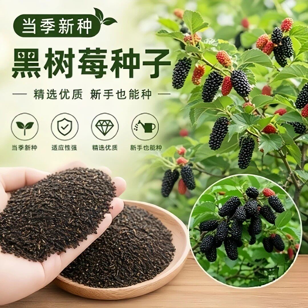 【下单立减30】黑树莓种子家庭阳台盆栽地栽四季种植H760