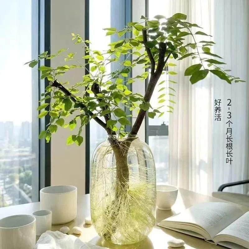【下单立减50】小叶女贞鲜切支复合肥_YB