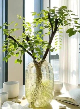 【下单立减50】小叶女贞鲜切支复合肥_YB