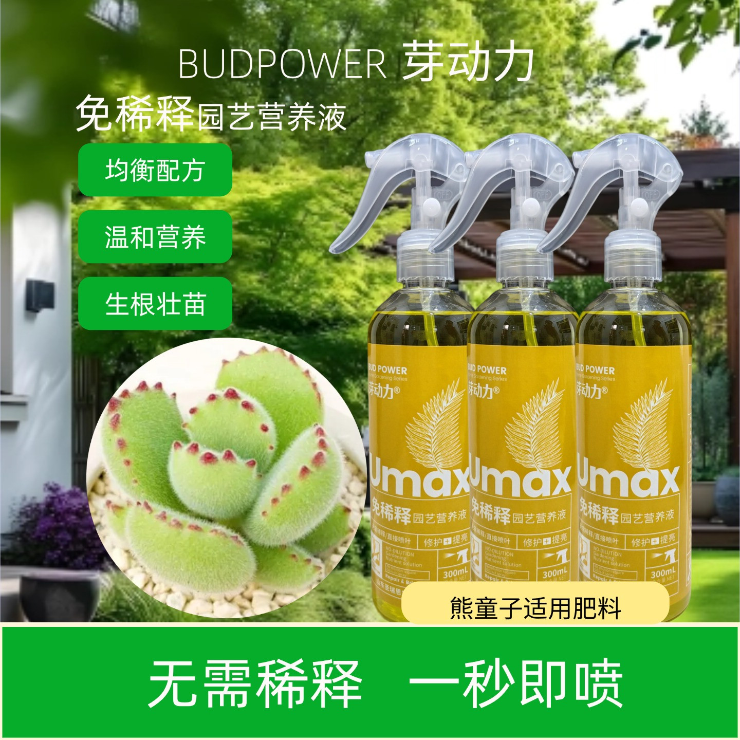 芽动力熊童子免稀释营养液叶面肥
