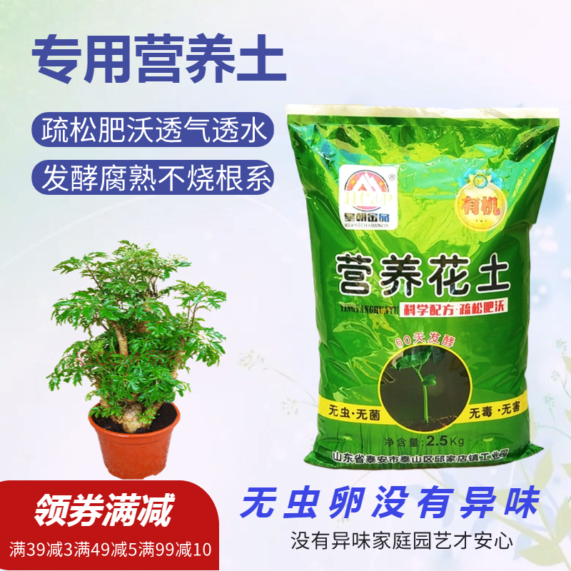 羽叶福禄桐家盆栽绿植有机椰砖土