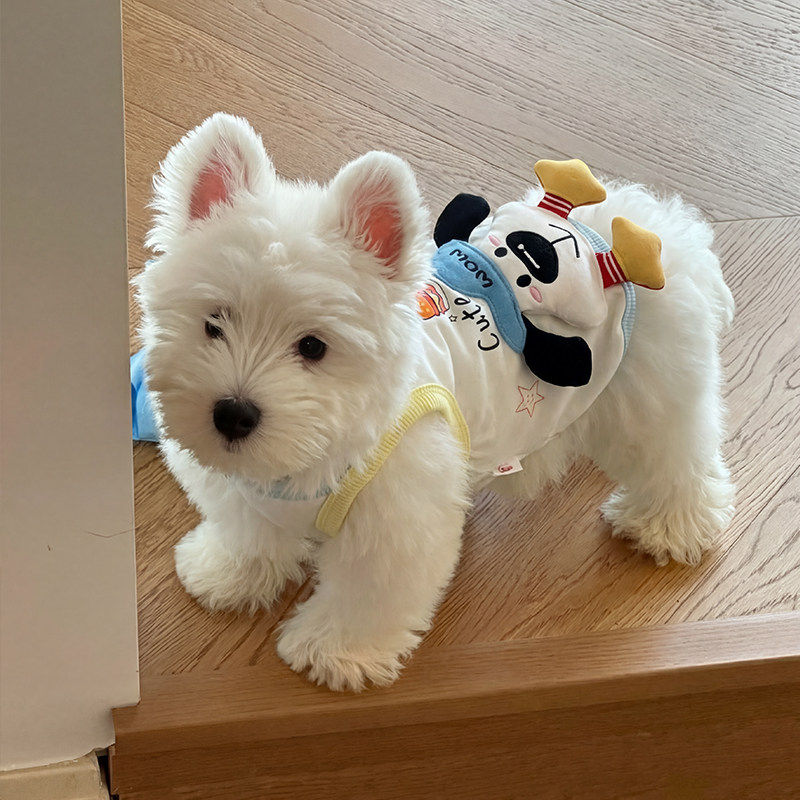 狗狗衣服小狗宠物比熊小型犬薄款夏季背心猫衣服2026新款立体公仔